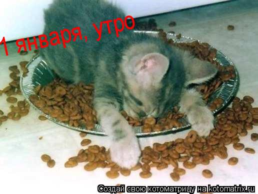 1 января, утро... Котоматрица: 1 января, утро