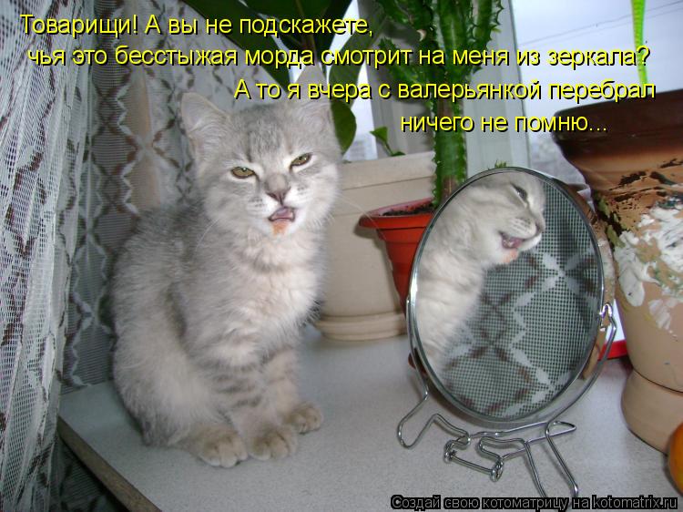 Товарищи! А вы не подскажете, чья это бесстыжая морда смотрит на меня из зеркала? А то я вчера с вале... Котоматрица: Товарищи! А вы не подскажете, чья это бесстыжая морда смотрит на меня из зеркала? А то я вчера с валерьянкой перебрал ничего не помню...