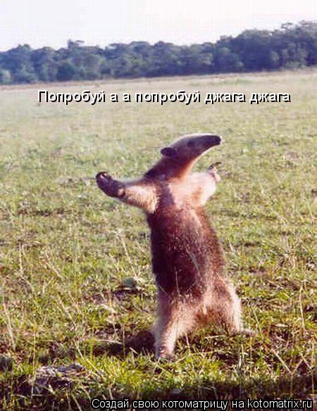 Попробуй а а попробуй джага джага... Котоматрица: Попробуй а а попробуй джага джага