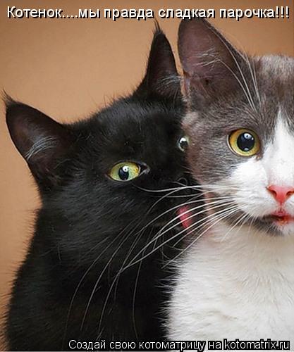Котенок....мы правда сладкая парочка!!!... Котоматрица: Котенок....мы правда сладкая парочка!!!