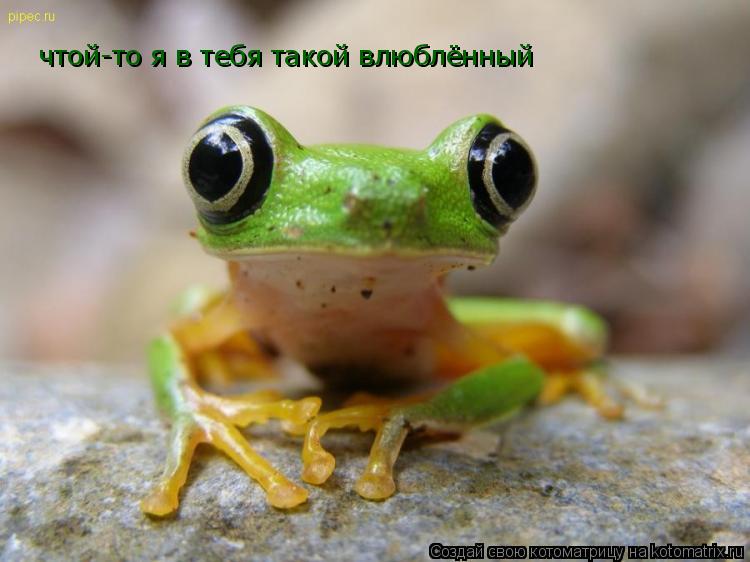 чтой-то я в тебя такой влюблённый... Котоматрица: чтой-то я в тебя такой влюблённый