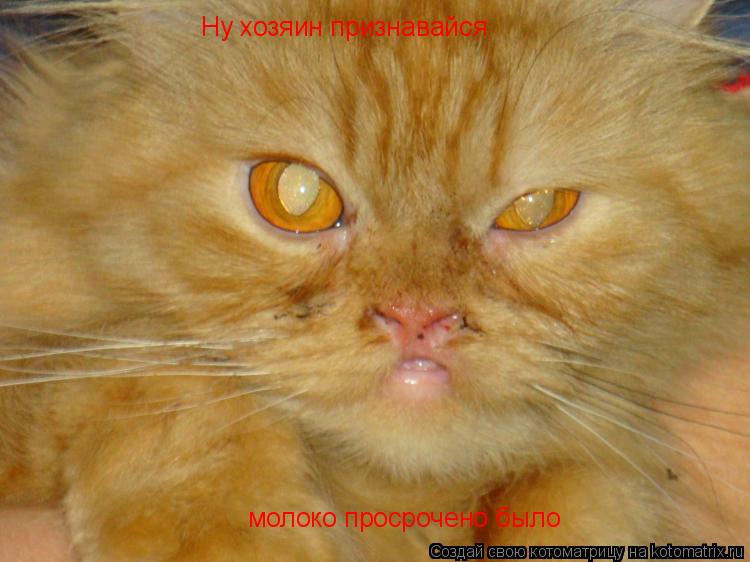 Ну хозяин признавайся молоко просрочено было... Котоматрица: Ну хозяин признавайся молоко просрочено было