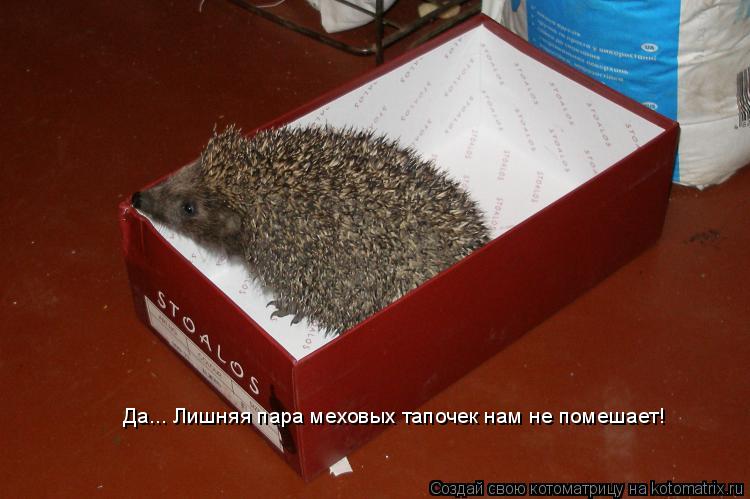 Да... Лишняя пара меховых тапочек нам не помешает!... Котоматрица: Да... Лишняя пара меховых тапочек нам не помешает!