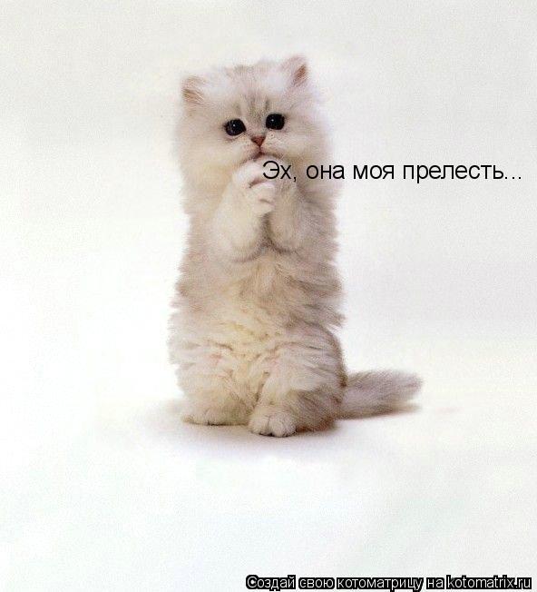 Эх, она моя прелесть...... Котоматрица: Эх, она моя прелесть...