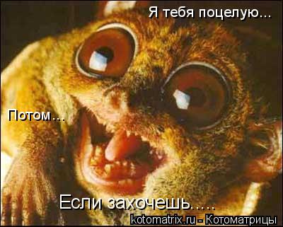 Я тебя поцелую... Потом... Если захочешь........ Котоматрица: Я тебя поцелую... Потом... Если захочешь.....