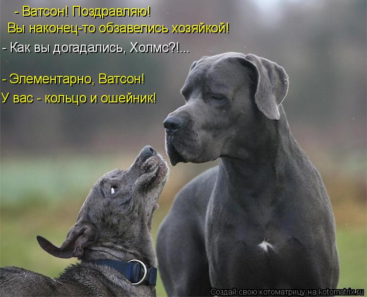 - Ватсон! Поздравляю! У вас - кольцо и ошейник! - Элементарно, Ватсон! - Как вы догадались, Холмс?!... Котоматрица: - Ватсон! Поздравляю! У вас - кольцо и ошейник! - Элементарно, Ватсон! - Как вы догадались, Холмс?!... Вы наконец-то обзавелись хозяйкой!