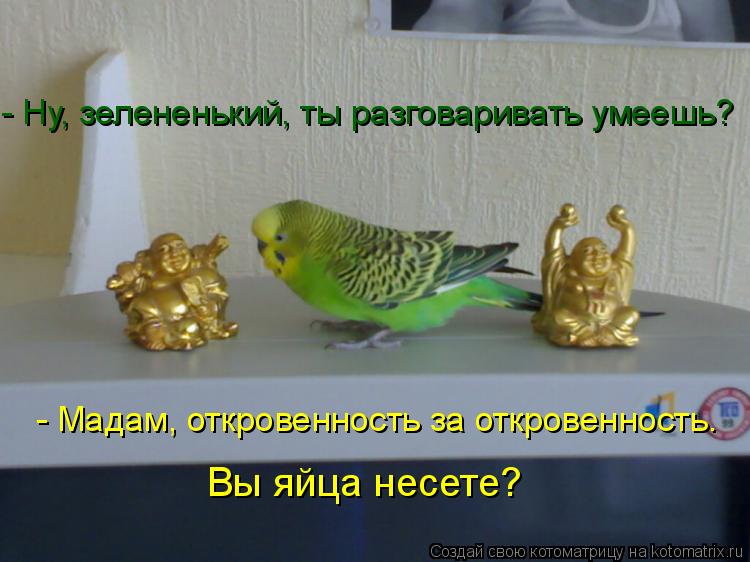 - Ну, зелененький, ты разговаривать умеешь? - Мадам, откровенность за откровенность. Вы яйца несете?... Котоматрица: - Ну, зелененький, ты разговаривать умеешь? - Мадам, откровенность за откровенность. Вы яйца несете?
