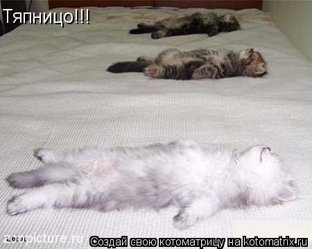 Тяпницо!!!... Котоматрица: Тяпницо!!!