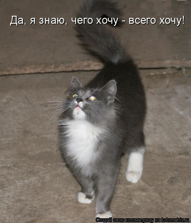 Котоматрица: Да, я знаю, чего хочу - всего хочу!