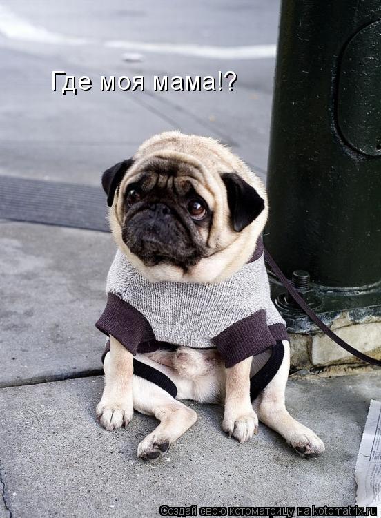 Где моя мама!?... Котоматрица: Где моя мама!?