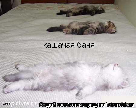 кашачая баня... Котоматрица: кашачая баня