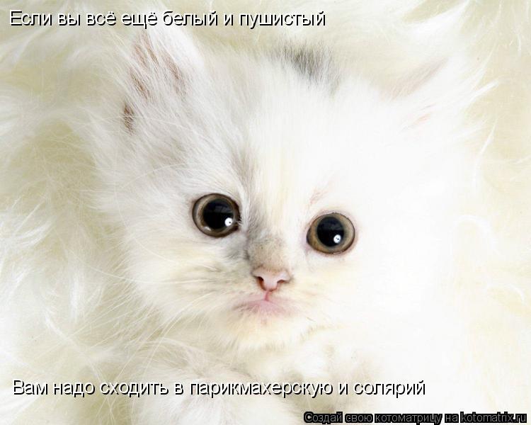 Если вы всё ещё белый и пушистый Вам надо сходить в парикмахерскую и солярий... Котоматрица: Если вы всё ещё белый и пушистый Вам надо сходить в парикмахерскую и солярий