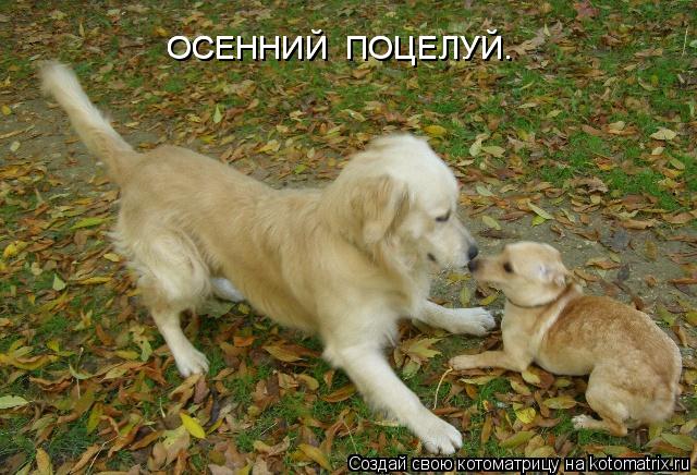 Котоматрица: ОСЕННИЙ  ПОЦЕЛУЙ. ОСЕННИЙ  ПОЦЕЛУЙ.