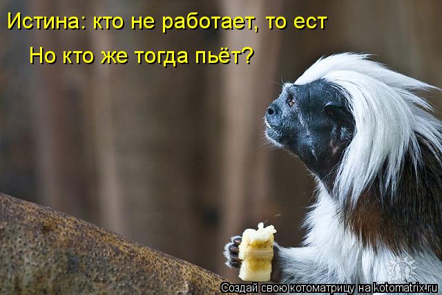 Истина: кто не работает, то ест Но кто же тогда пьёт?... Котоматрица: Истина: кто не работает, то ест Но кто же тогда пьёт?