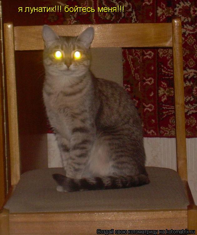 я лунатик!!! бойтесь меня!!!... Котоматрица: я лунатик!!! бойтесь меня!!!