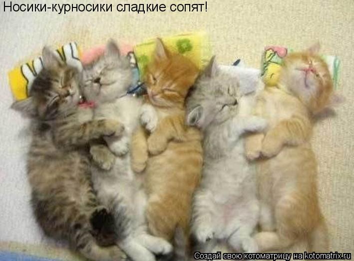 Носики-курносики сладкие сопят!... Котоматрица: Носики-курносики сладкие сопят!