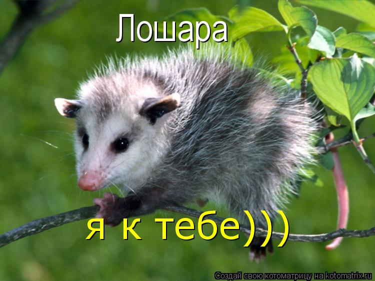 Лошара я к тебе)))... Котоматрица: Лошара я к тебе)))
