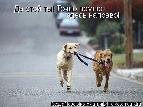 Да стой ты! Точно помню - здесь направо!... Котоматрица: Да стой ты! Точно помню - здесь направо!