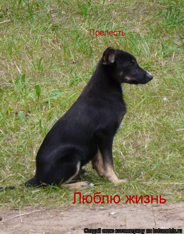 Прелесть Люблю жизнь... Котоматрица: Прелесть Люблю жизнь
