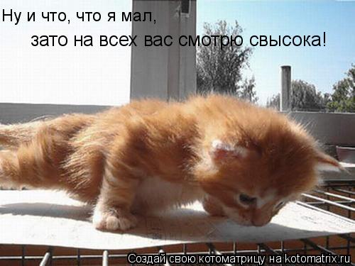Ну и что, что я мал, зато на всех вас смотрю свысока!... Котоматрица: Ну и что, что я мал, зато на всех вас смотрю свысока!