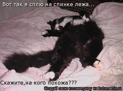 Вот так я сплю на спинке лежа... Скажите,на кого похожа???... Котоматрица: Вот так я сплю на спинке лежа... Скажите,на кого похожа???