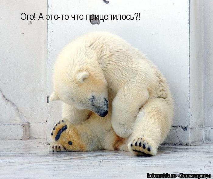 Ого! А это-то что прицепилось?!... Котоматрица: Ого! А это-то что прицепилось?!