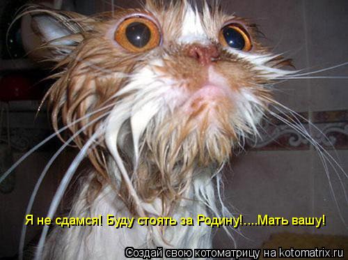 Я не сдамся! Буду стоять за Родину!....Мать вашу!... Котоматрица: Я не сдамся! Буду стоять за Родину!....Мать вашу!