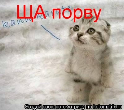 ЩА порву... Котоматрица: ЩА порву