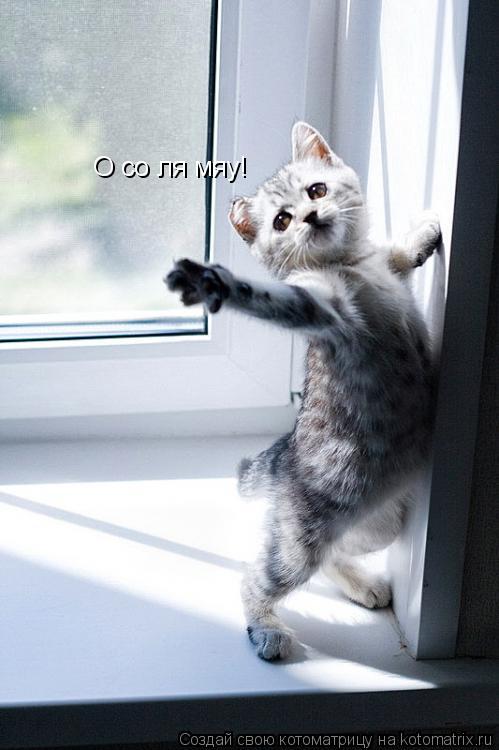 О со ля мяу!... Котоматрица: О со ля мяу!