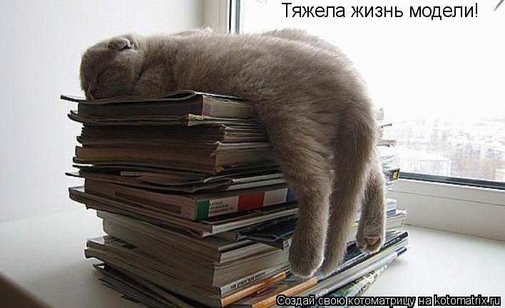 Тяжела жизнь модели!... Котоматрица: Тяжела жизнь модели!