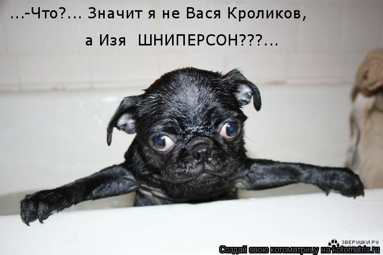 ...-Что?... Значит я не Вася Кроликов, а Изя ШНИПЕРСОН???...... Котоматрица: ...-Что?... Значит я не Вася Кроликов, а Изя ШНИПЕРСОН???...
