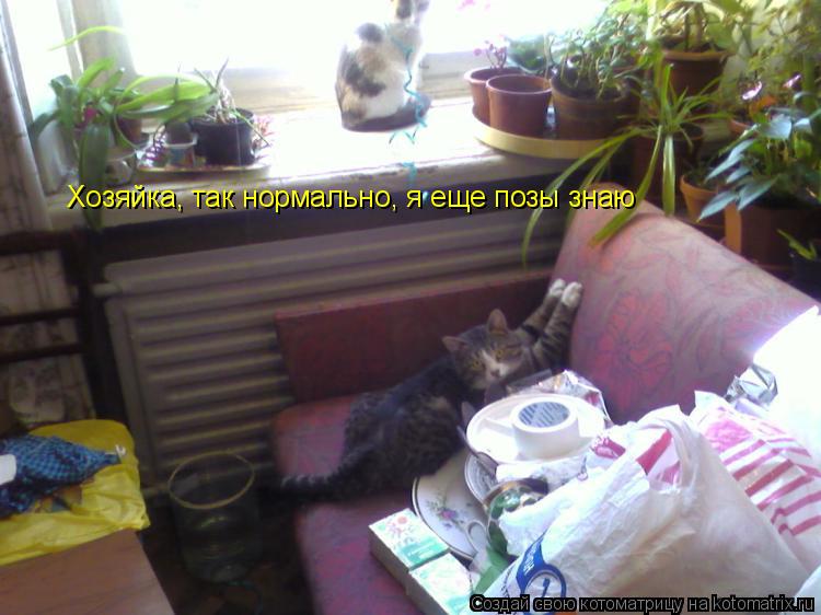 Хозяйка, так нормально, я еще позы знаю... Котоматрица: Хозяйка, так нормально, я еще позы знаю