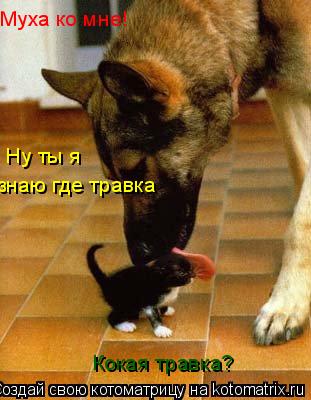 Муха ко мне! Ну ты я знаю где травка Кокая травка?... Котоматрица: Муха ко мне! Ну ты я знаю где травка Кокая травка?