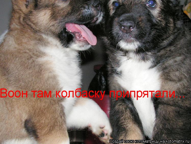 Воон там колбаску припрятали...... Котоматрица: Воон там колбаску припрятали...