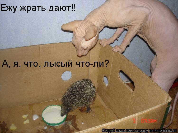 Ежу жрать дают!! А, я, что, лысый что-ли?... Котоматрица: Ежу жрать дают!! А, я, что, лысый что-ли?