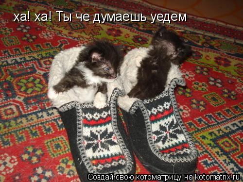 ха! ха! Ты че думаешь уедем... Котоматрица: ха! ха! Ты че думаешь уедем
