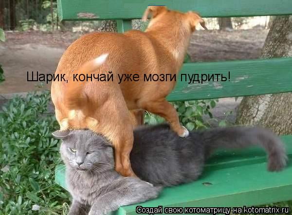Котоматрица: Шарик, кончай ужe мозги пудрить!