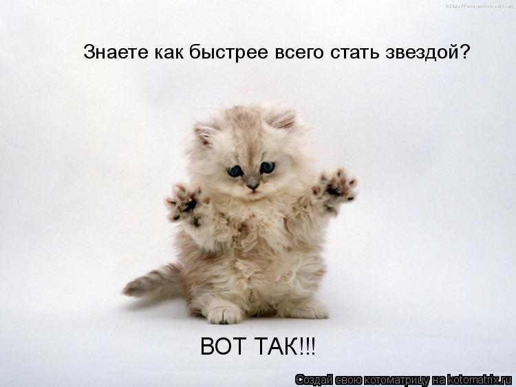 Знаете как быстрее всего стать звездой? ВОТ ТАК!!!... Котоматрица: Знаете как быстрее всего стать звездой? ВОТ ТАК!!!