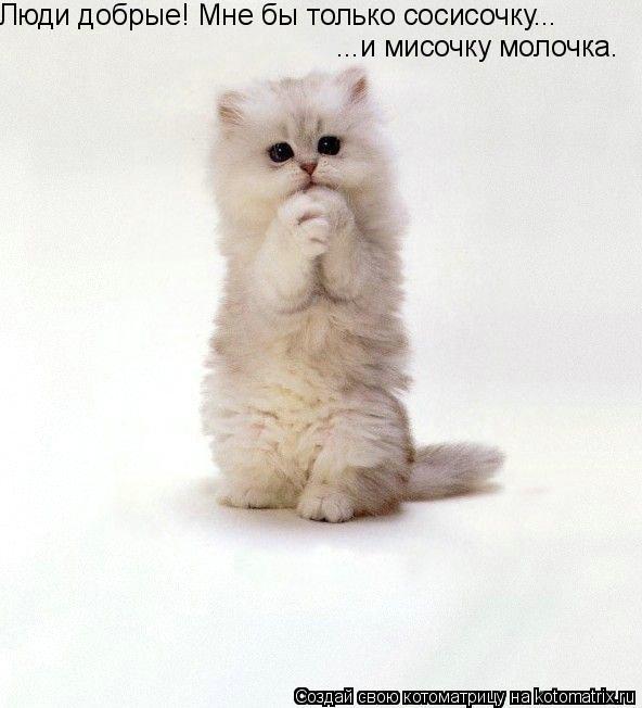 ...и мисочку молочка. Люди добрые! Мне бы только сосисочку...... Котоматрица: ...и мисочку молочка. Люди добрые! Мне бы только сосисочку...