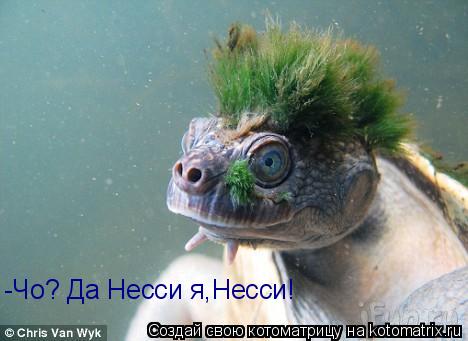 -Чо? Да Несси я,Несси!... Котоматрица: -Чо? Да Несси я,Несси!