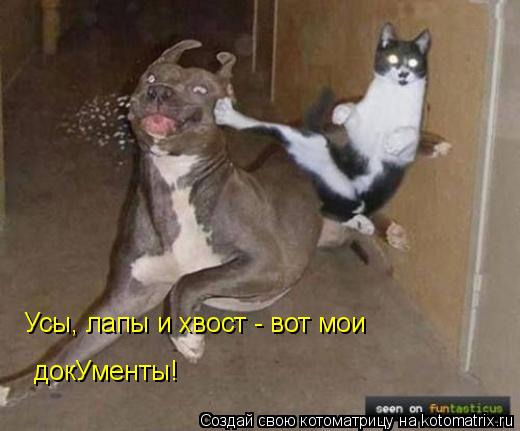 Котоматрица: Усы, лапы и хвост - вот мои  докУменты!