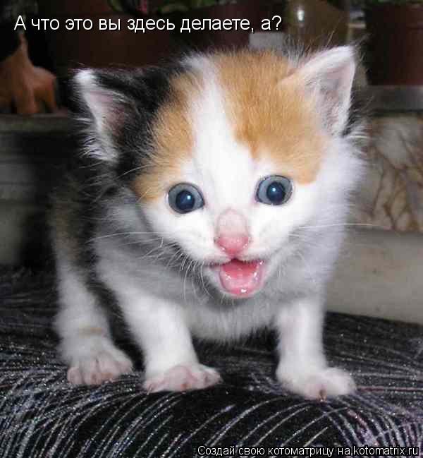 А что это вы здесь делаете, а?... Котоматрица: А что это вы здесь делаете, а?