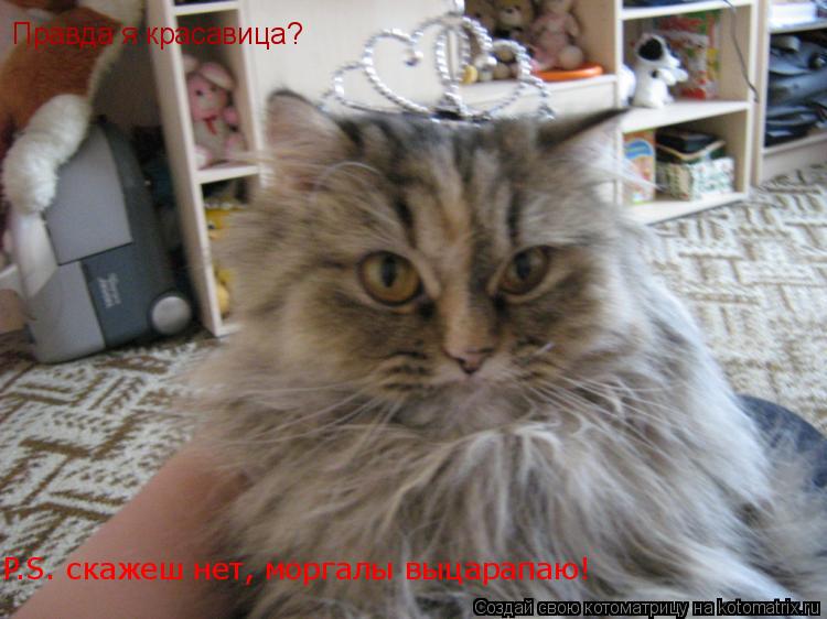 Правда P.S. скажеш нет, мор P.S. скажеш нет, моргалы выцарапаю! Правда я красавица?... Котоматрица: Правда P.S. скажеш нет, мор P.S. скажеш нет, моргалы выцарапаю! Правда я красавица?