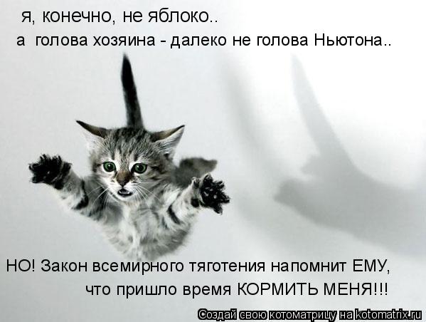 я, конечно, не яблоко.. а голова хозяина - далеко не голова Ньютона.. НО! Закон всемирного тяготения... Котоматрица: я, конечно, не яблоко.. а голова хозяина - далеко не голова Ньютона.. НО! Закон всемирного тяготения напомнит ЕМУ, что пришло время КОРМИТЬ МЕ