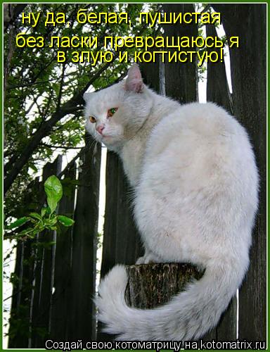 ну да, белая, пушистая без ласки превращаюсь я в злую и когтистую!... Котоматрица: ну да, белая, пушистая без ласки превращаюсь я в злую и когтистую!