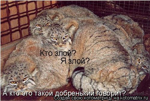 Кто злой? Я злой? А кто это такой добренький говорит?... Котоматрица: Кто злой? Я злой? А кто это такой добренький говорит?
