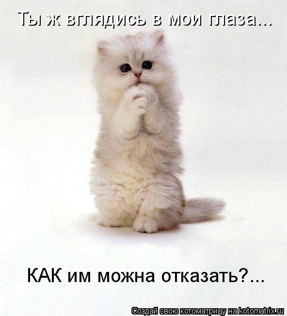 Ты ж вглядись в мои глаза... КАК им можна отказать?...... Котоматрица: Ты ж вглядись в мои глаза... КАК им можна отказать?...