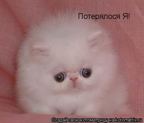 Потерялося Я!... Котоматрица: Потерялося Я!