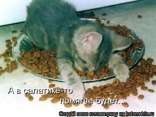 А в салатике-то помягче будет...... Котоматрица: А в салатике-то помягче будет...