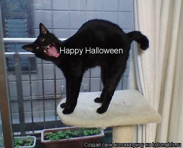 Happy Halloween... Котоматрица: Happy Halloween